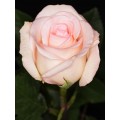 Roses - Carolina
